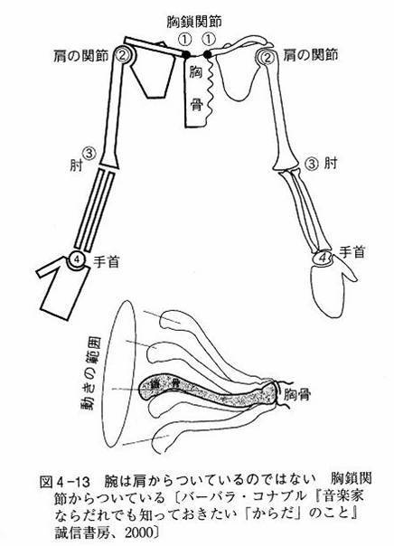 肩甲帯.jpg